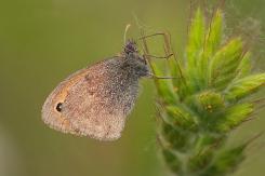 Mariposas - Butterflies