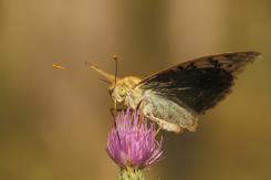 Mariposas - Butterflies