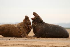 Foca Gris - Harbor seal