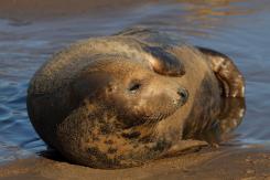 Foca Gris - Harbor seal