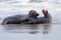 Foca Gris - Harbor seal