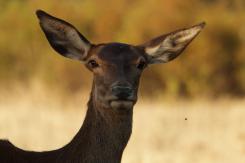 Ciervo Ibérico - Deer