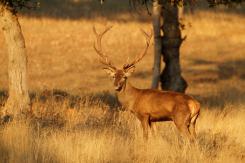 Ciervo Ibérico - Deer