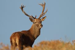 Ciervo Ibérico - Deer