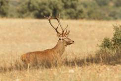 Ciervo Ibérico - Deer