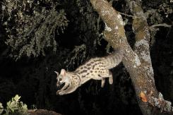 Gineta - Common genet