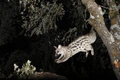 Gineta - Common genet