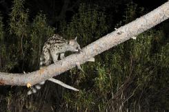 Gineta - Common genet