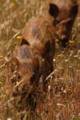 Jabalí - Wild Boar