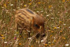 Jabalí - Wild Boar