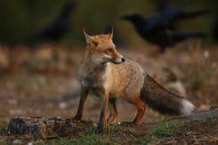 Zorro - Fox