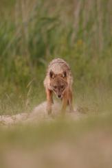 Chacal europeo - European jackal