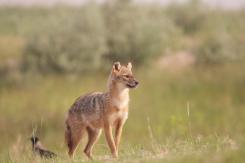 Chacal europeo - European jackal