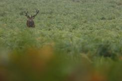 Ciervo europeo - Deer