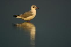 Digiscoping