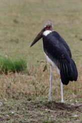 Masai Mara