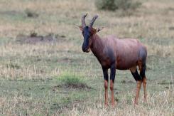 Masai Mara