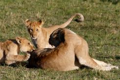 Masai Mara