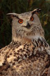 Búho real - Eagle Owl