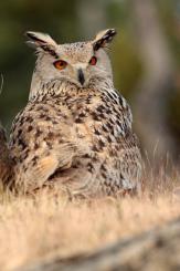 Búho real - Eagle Owl