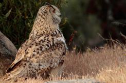 Búho real - Eagle Owl