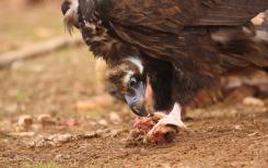 Buitre negro - Black vulture