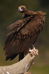 Buitre negro - Black vulture