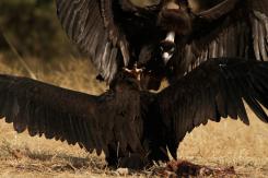 Buitre negro - Black vulture