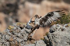 Águila perdicera - bonelli's eagle