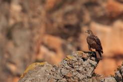 Águila perdicera - bonelli's eagle