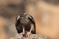 Águila perdicera - bonelli's eagle