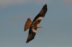 Milano real - Red Kite