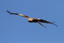 Milano real - Red Kite