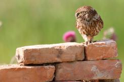 Mochuelo - Little Owl