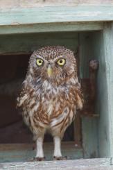 Mochuelo - Little Owl