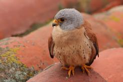 Cernícalo primilla -  Lesser kestrel (PDF)