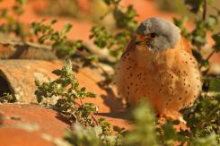 Cernícalo primilla -  Lesser kestrel (PDF)