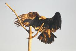 Águila Imperial - Imperial eagle