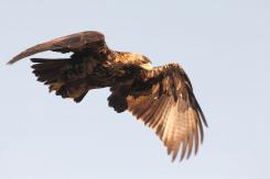 Águila Imperial - Imperial eagle