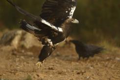 Águila Imperial - Imperial eagle