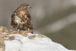 Ratonero Común - Common Buzzard