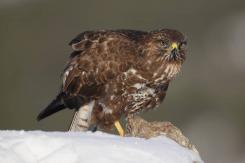 Ratonero Común - Common Buzzard