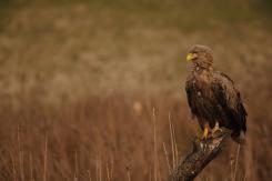 Pigargo Europeo - White-tailed eagle