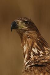 Pigargo Europeo - White-tailed eagle