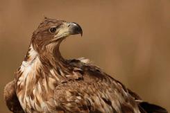 Pigargo Europeo - White-tailed eagle