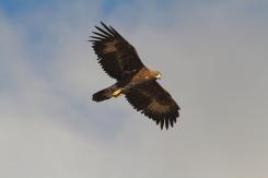 Águila Real - Golden eagle  (Aquila chrysaetos)