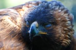 Águila Real - Golden eagle  (Aquila chrysaetos)