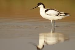 Avoceta - Pied Avocet