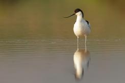 Avoceta - Pied Avocet