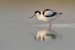 Avoceta - Pied Avocet